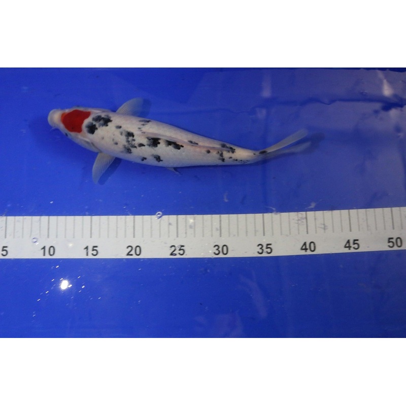 Tancho Bekko 10-12" - KOI-SELECT-44