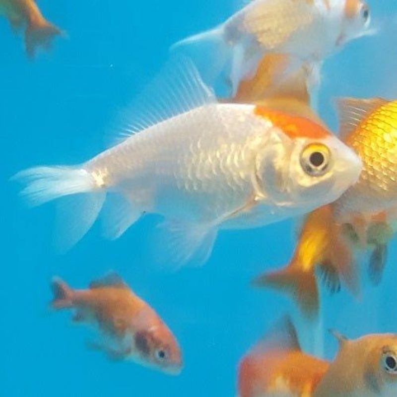 Assorted Wakin - Carassius auratus