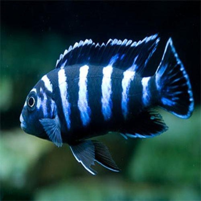 Demanson's Cichlid - Pseudotropheus demasoni