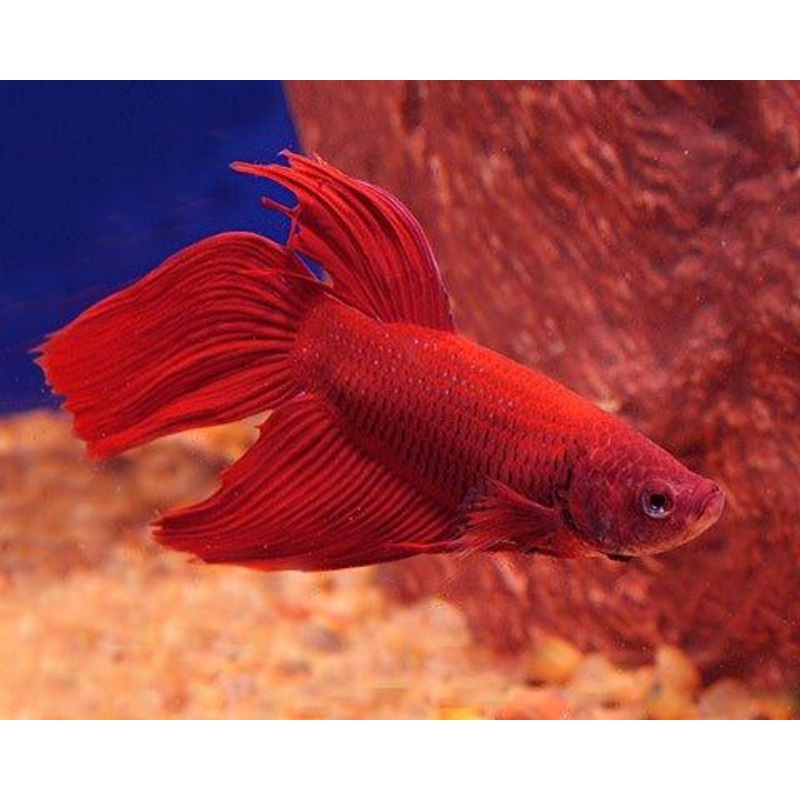 Male Fighters - RED - Betta splendens