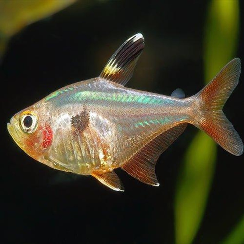 Pristella Tetra - Pristella maxillaris