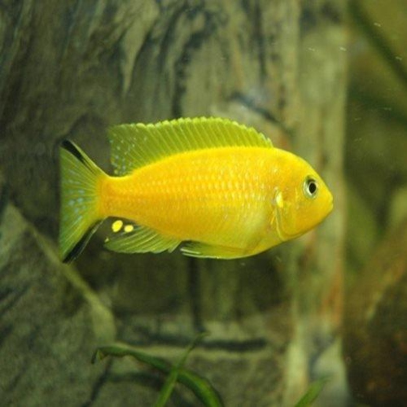 Pseudotropheus Daktari - Metriaclima daktari - 9cm