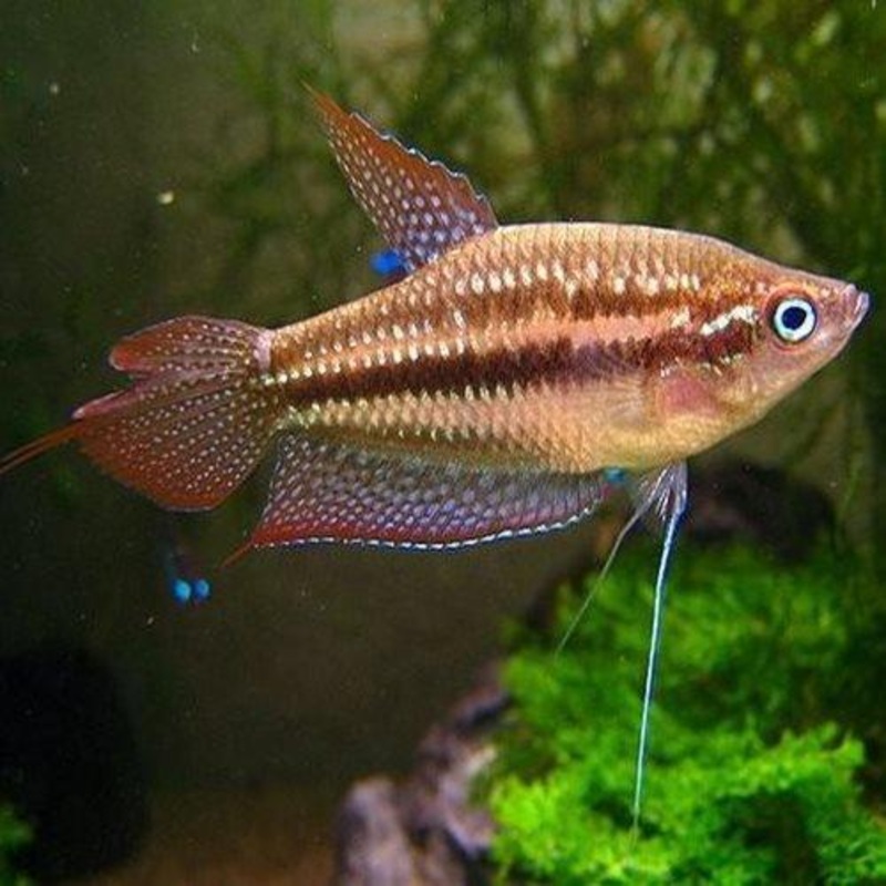Pygmy / Sparkling Gourami