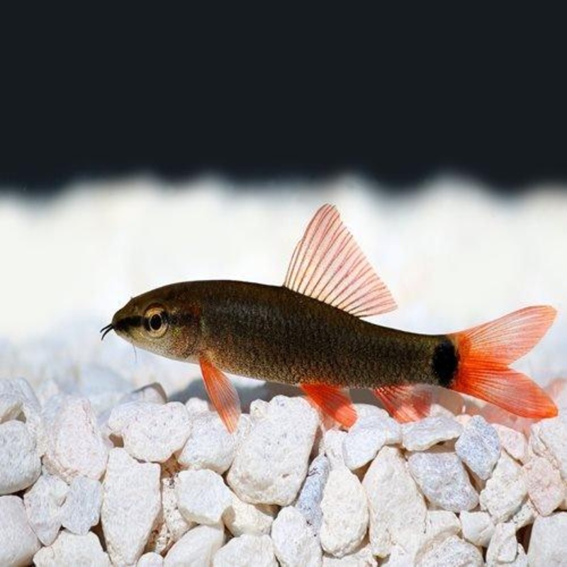 Rainbow Shark - Epalzeorhynchos frenatum