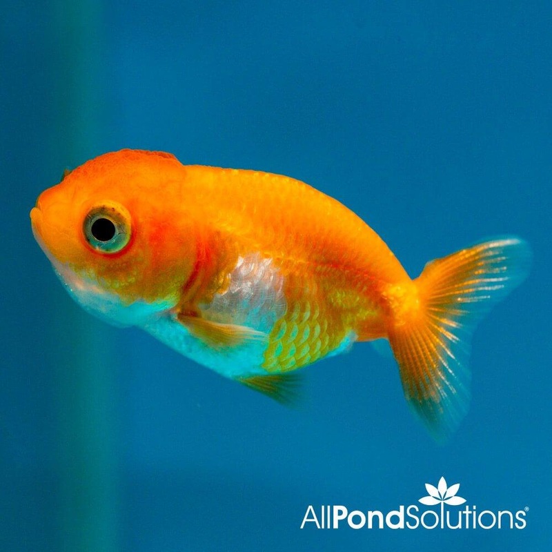 Ranchu Fancy Goldfish Red - Carassius Auratus