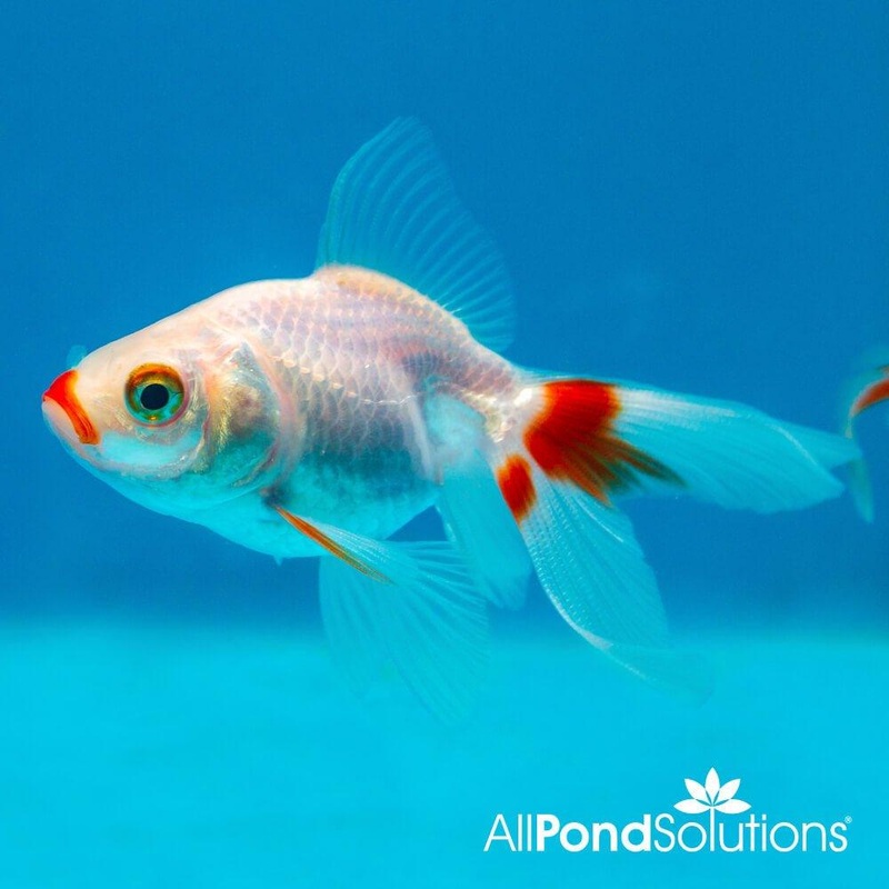 Red and White Fantail Goldfish