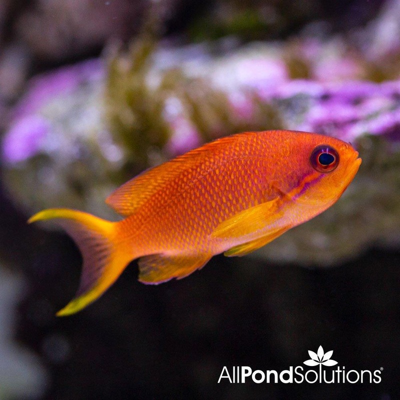 Red Anthias - Pseudanthias squamipinnis