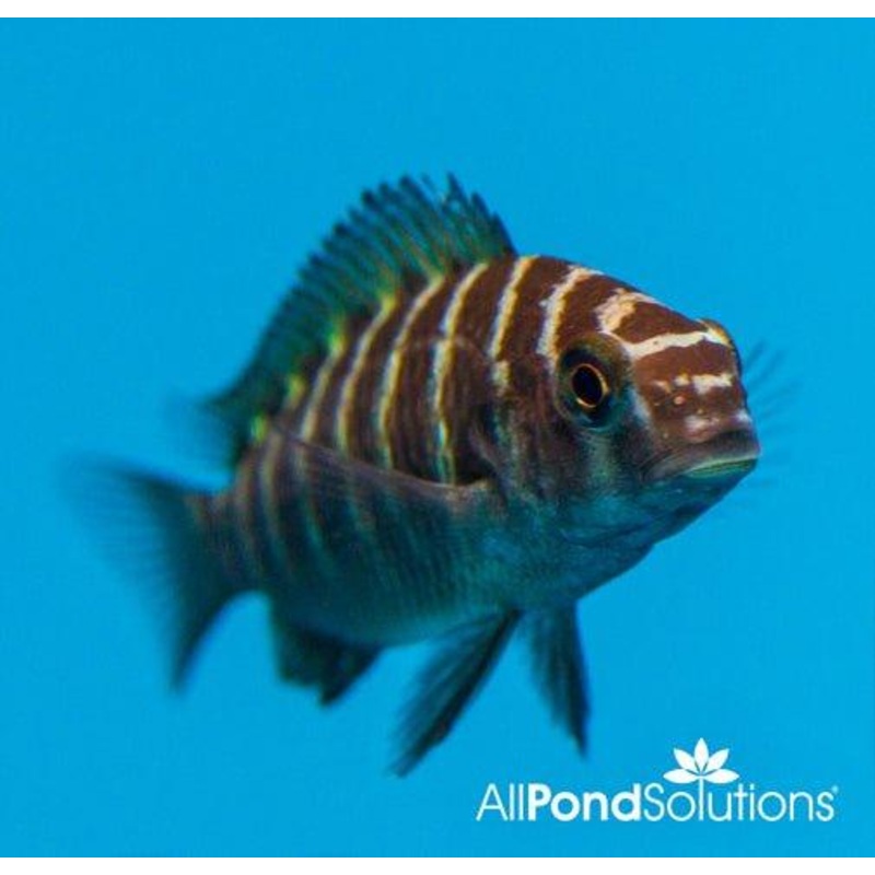 Red Banded Tropheus Cichlid - Tropheus sp.