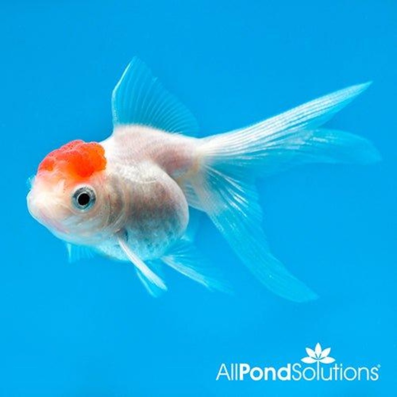 Red Cap Oranda - Carassius auratus