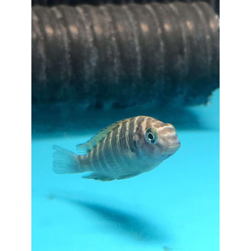 Red Chimba - Tropheus Sp