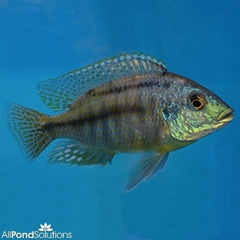 Red Empress Cichlid -  Protomelas taeniolatus