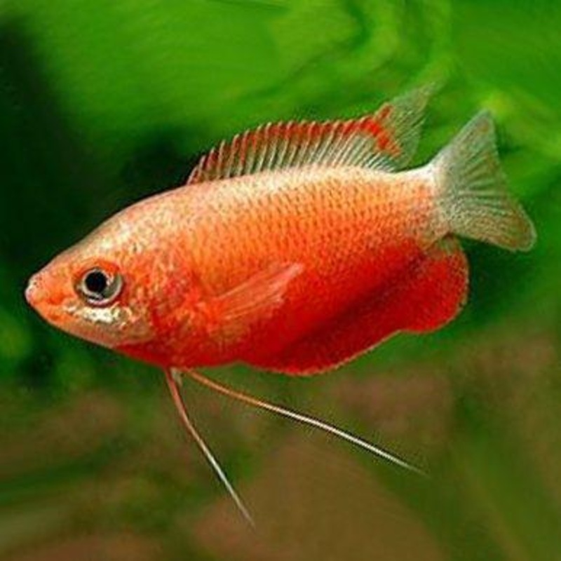 Red Honey Gourami - Trichogaster chuna