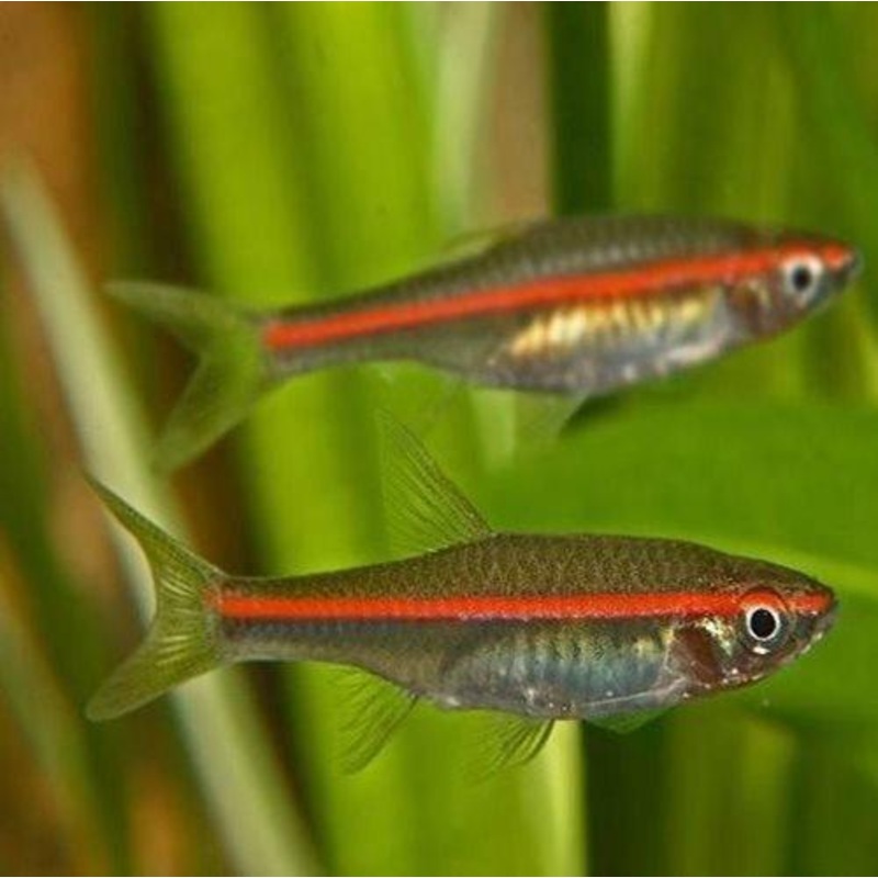 Red Lined Rasbora - Trigonopoma pauciperforatum