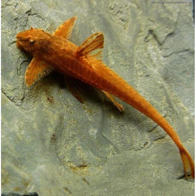 Red Lizard Catfish - Rineloricaria sp.