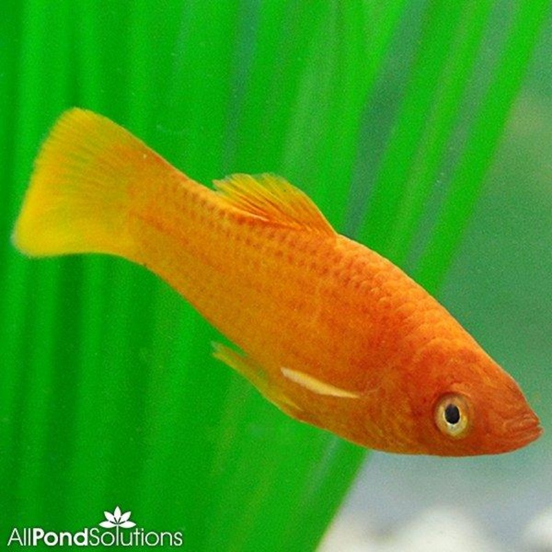 Red Molly - Poecilia sphenops