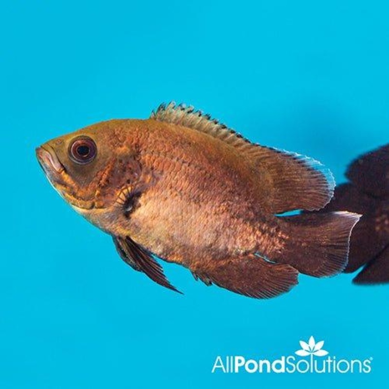 Red Oscar - Astronotus Ocellatus - 8-10cm
