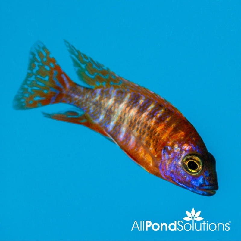 Red Peacock Cichlid - Aulonocara nyassae (Red)