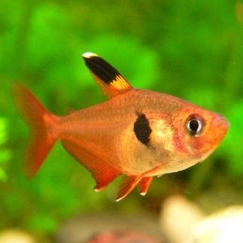 Red Phantom Tetra