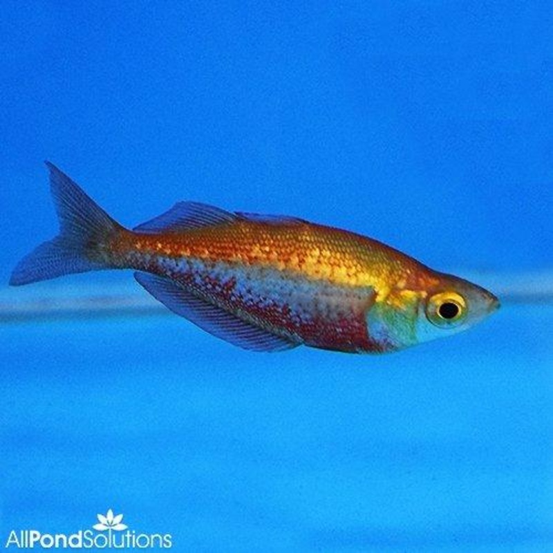Red Rainbow - Glossolepis incisus