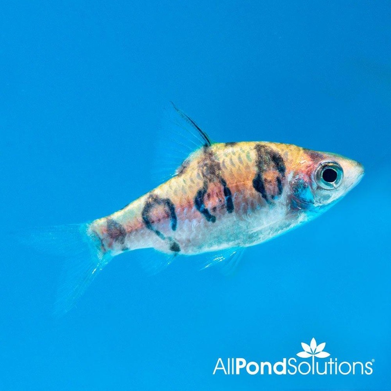 Red Rhomb Barb