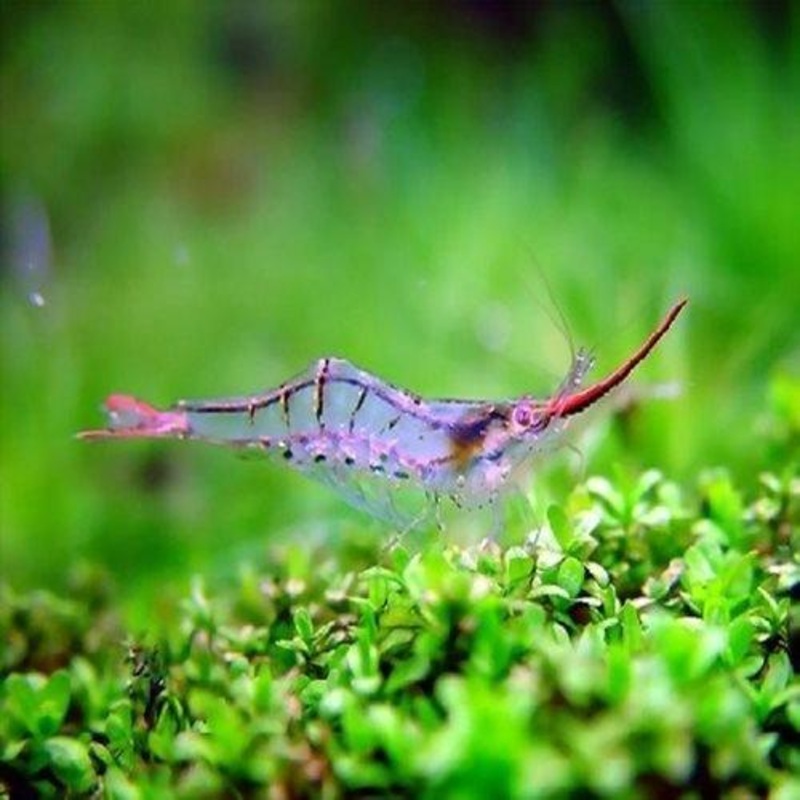 Red Skunk Shrimp