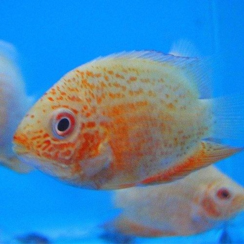 Red Spot Severum - Heros Efasciatus
