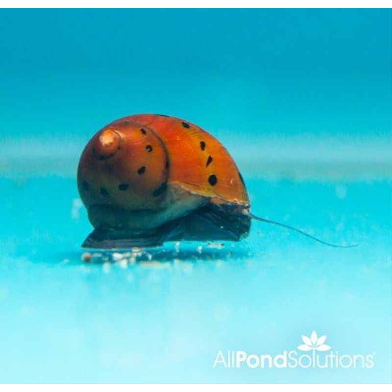 Red Spotted Snails - Neritina Natalensis Sp