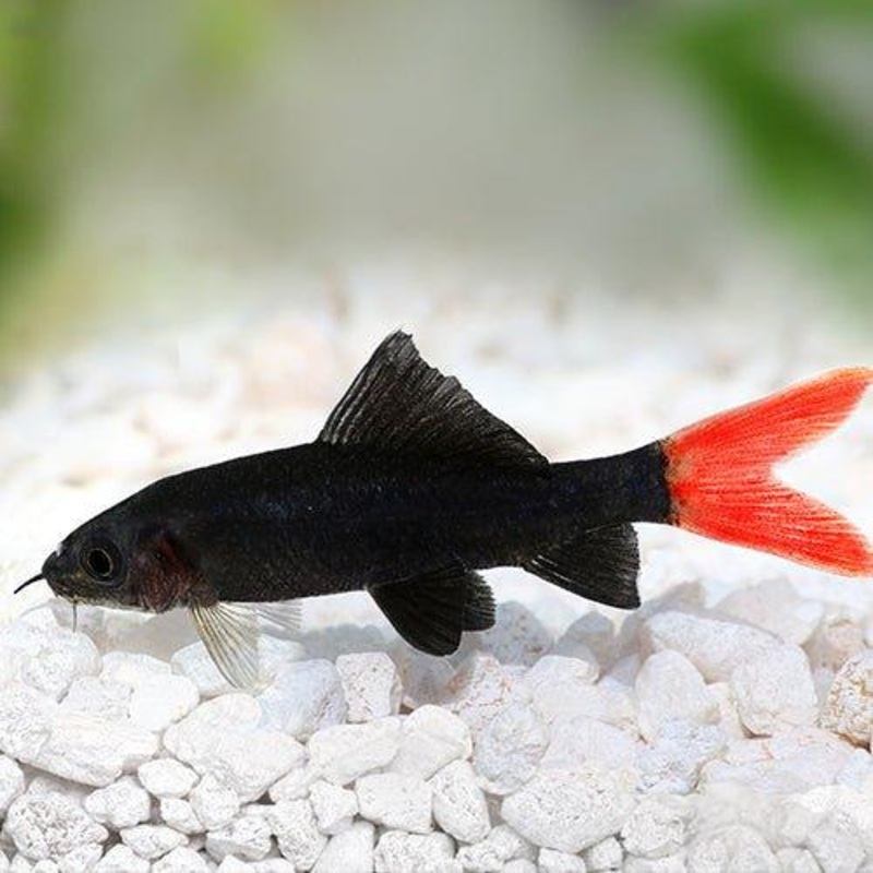 Red Tail Black Shark - Epalzeorhynchos bicolor