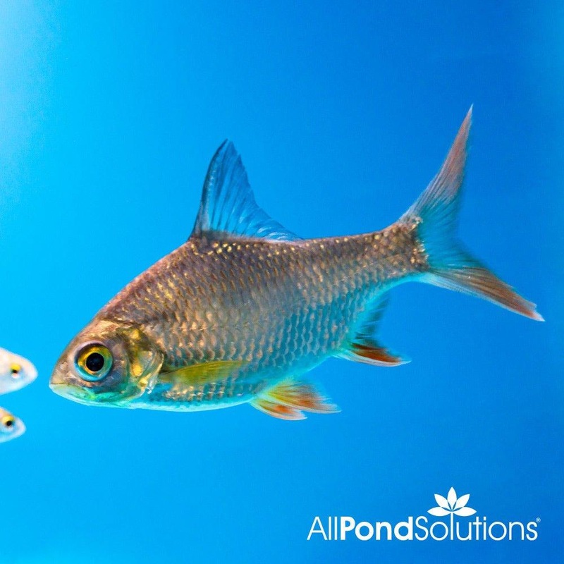Red Tail Tinfoil Barb - Barbonymus altus