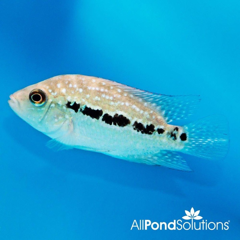 Red Texas Cichlid - Herichthys Cyanoguttatus
