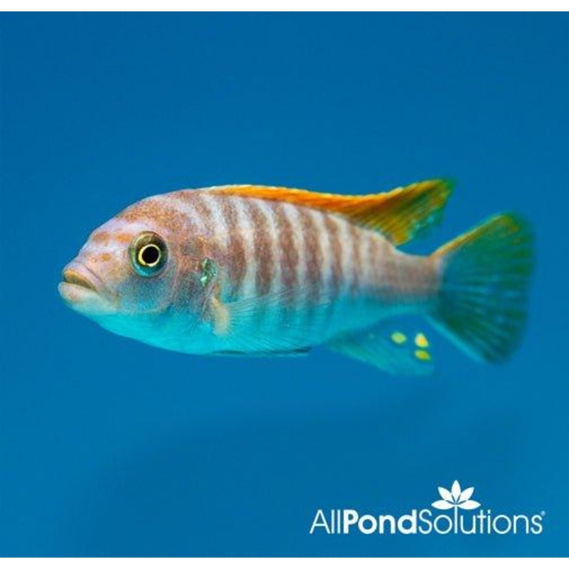 Red Top Ice Blue Zebra - Pseudotropheus Greshakei