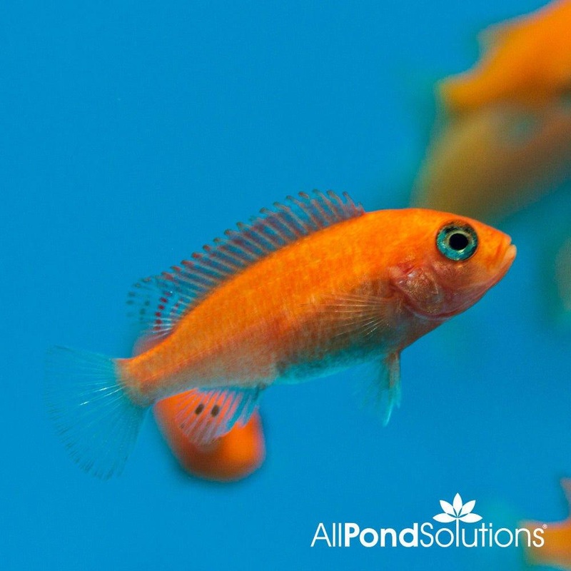 Red Zebra Mbuna - Maylandia estherae