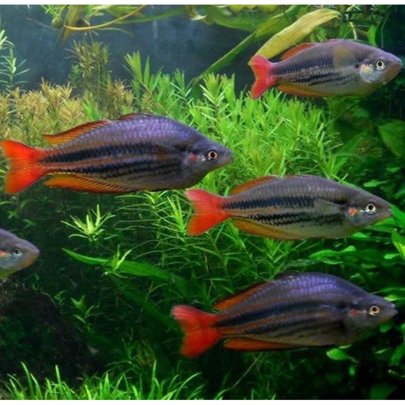 Redtail Banded Rainbow - Melanotaenia splendida
