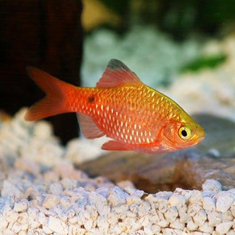 Rosy Barb - Pethia conchonius