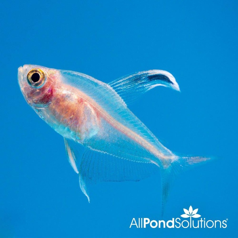 Rosy Tetra - Hyphessobrycon rosaceus
