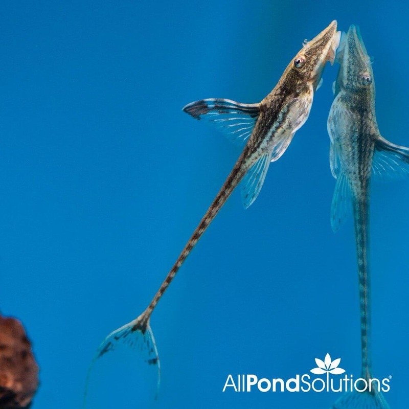 Royal Twig Catfish -  Sturisoma panamense