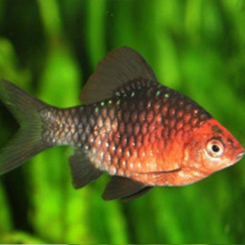 Ruby Barb - Pethia padamya - Bundles 1 - 15