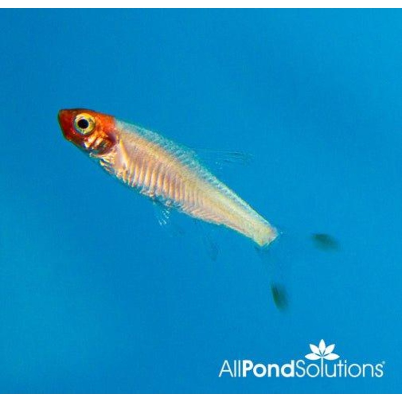 Rummynose Rasbora - Sawbwa Resplendens