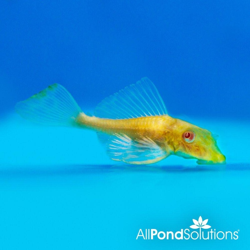 Sailfin Plecostomus Albino - Pterygoplichthys Gibbiceps