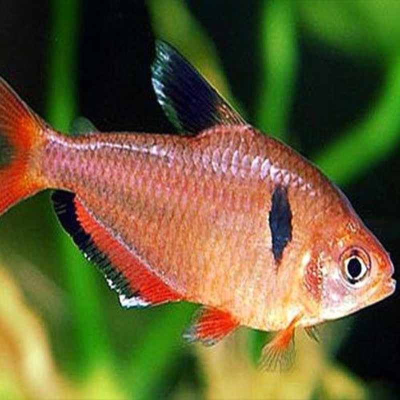 Serpae Tetra - Hyphessobrycon eques