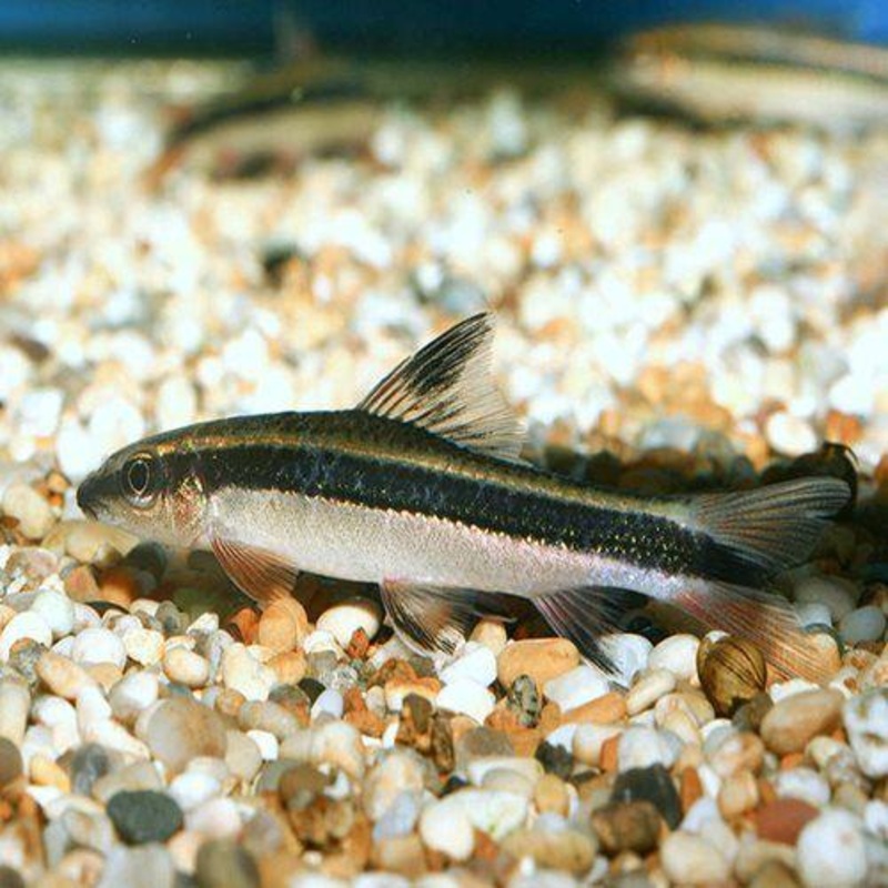 Siamese Algae Eater - Crossocheilus siamensis