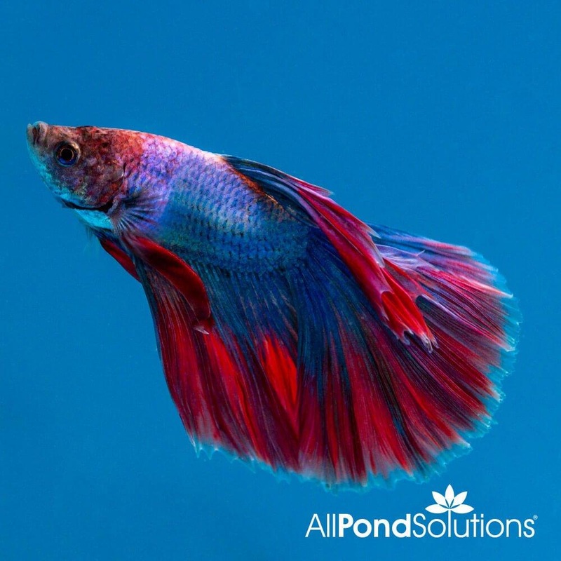 Siamese Fighting Fish Halfmoon Combi Mascot- Betta Splendens