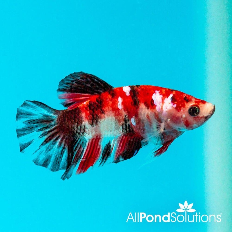 Siamese Fighting Fish Plakat Koi - Betta Splendens