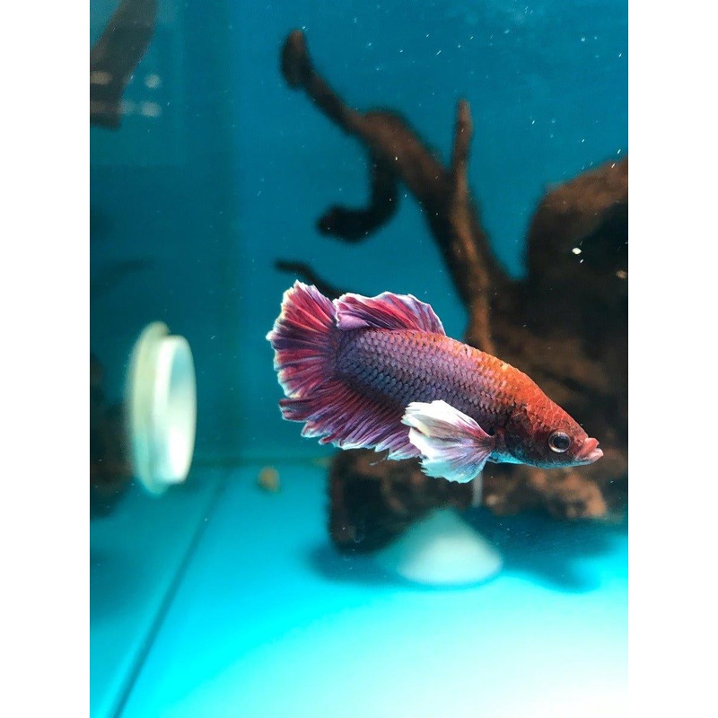 Siamese Fighting Fish Select 3 - Betta Splendens