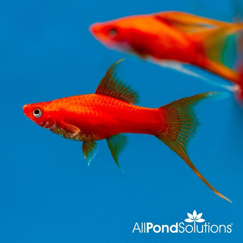 Simpsons' Lyretail Red Sword - Xiphophorus Helleri