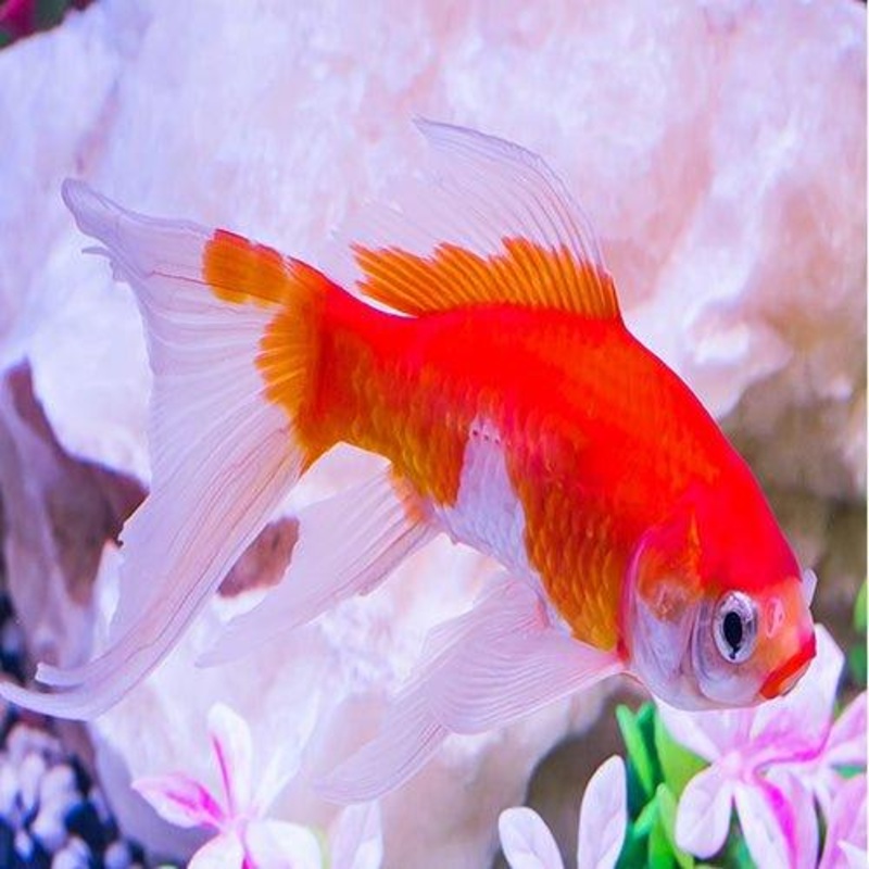 Single Tail Goldfish - Carassius auratus