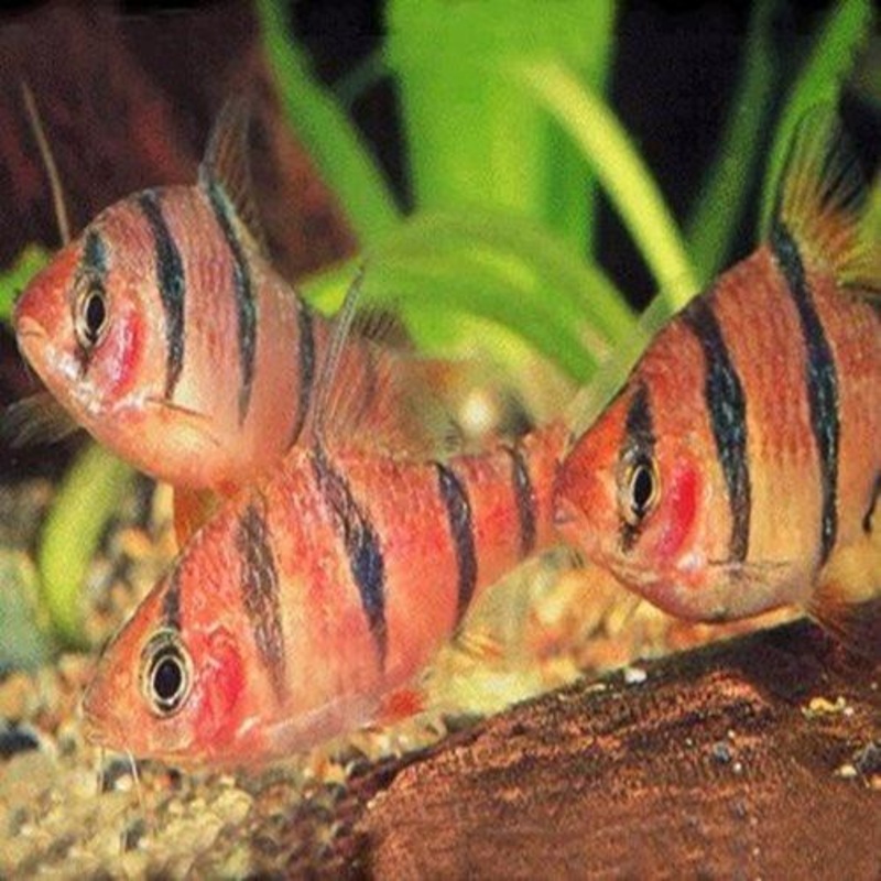 Six Banded Barb