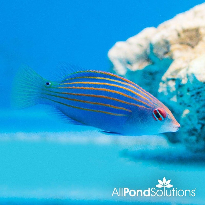 Six Line Wrasse - Pseudocheilinus hexataenia