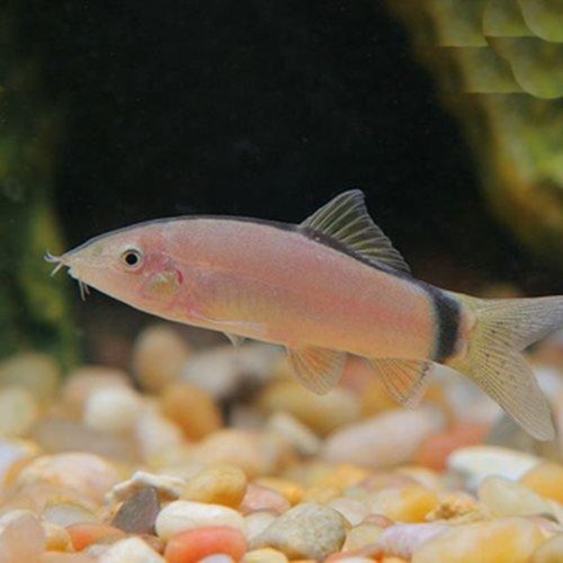 Skunk Botia - Yasuhikotakia morleti