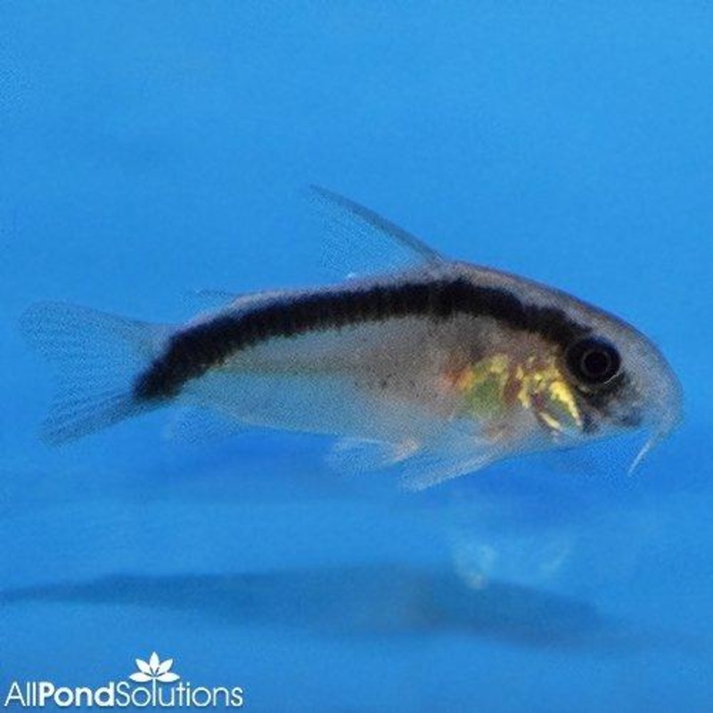Skunk Corydoras - Corydoras arcuatus